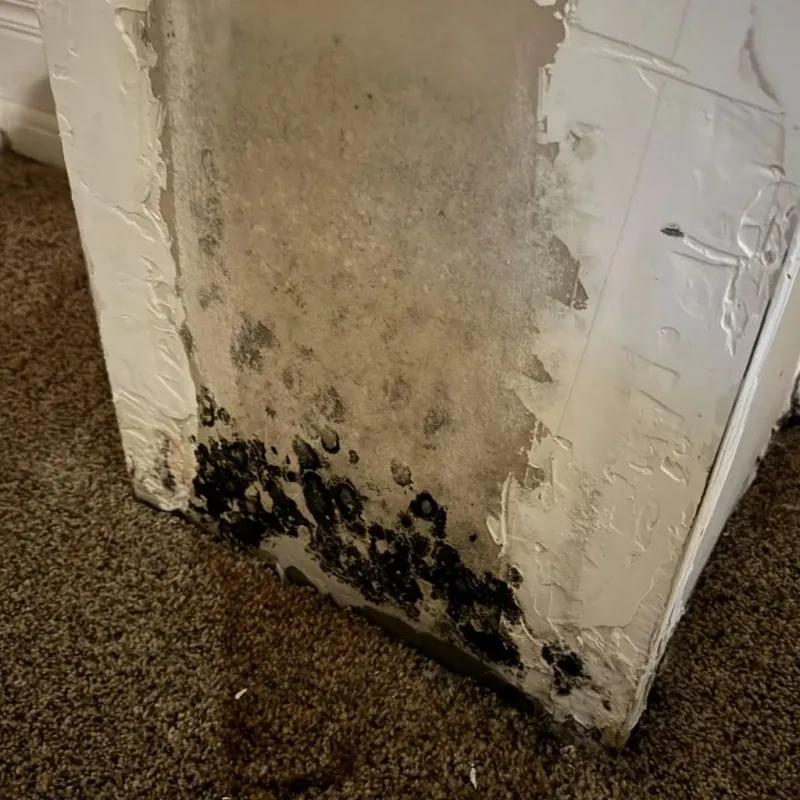 Professional Mold Removal in Dale, IN